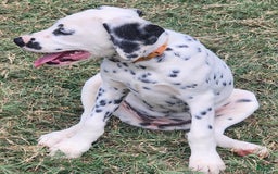 Dalmatian dogs for sale: Peppers Orange Girl - Image 16