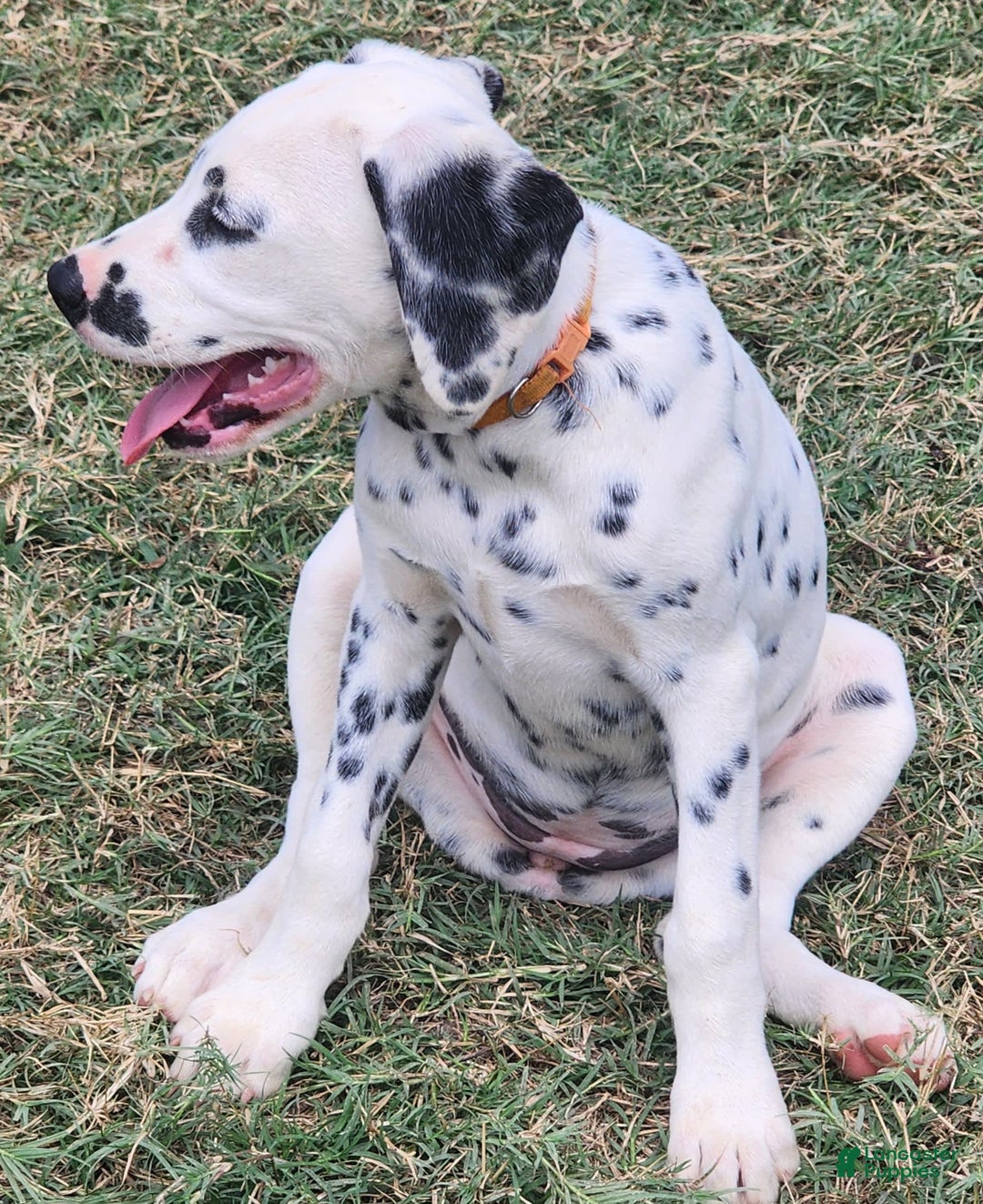 Dalmatian dogs for sale: Peppers Orange Girl - Image 16