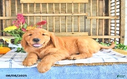 Golden Retriever dogs for sale: Golden Retriever 11 puppies - Image 17