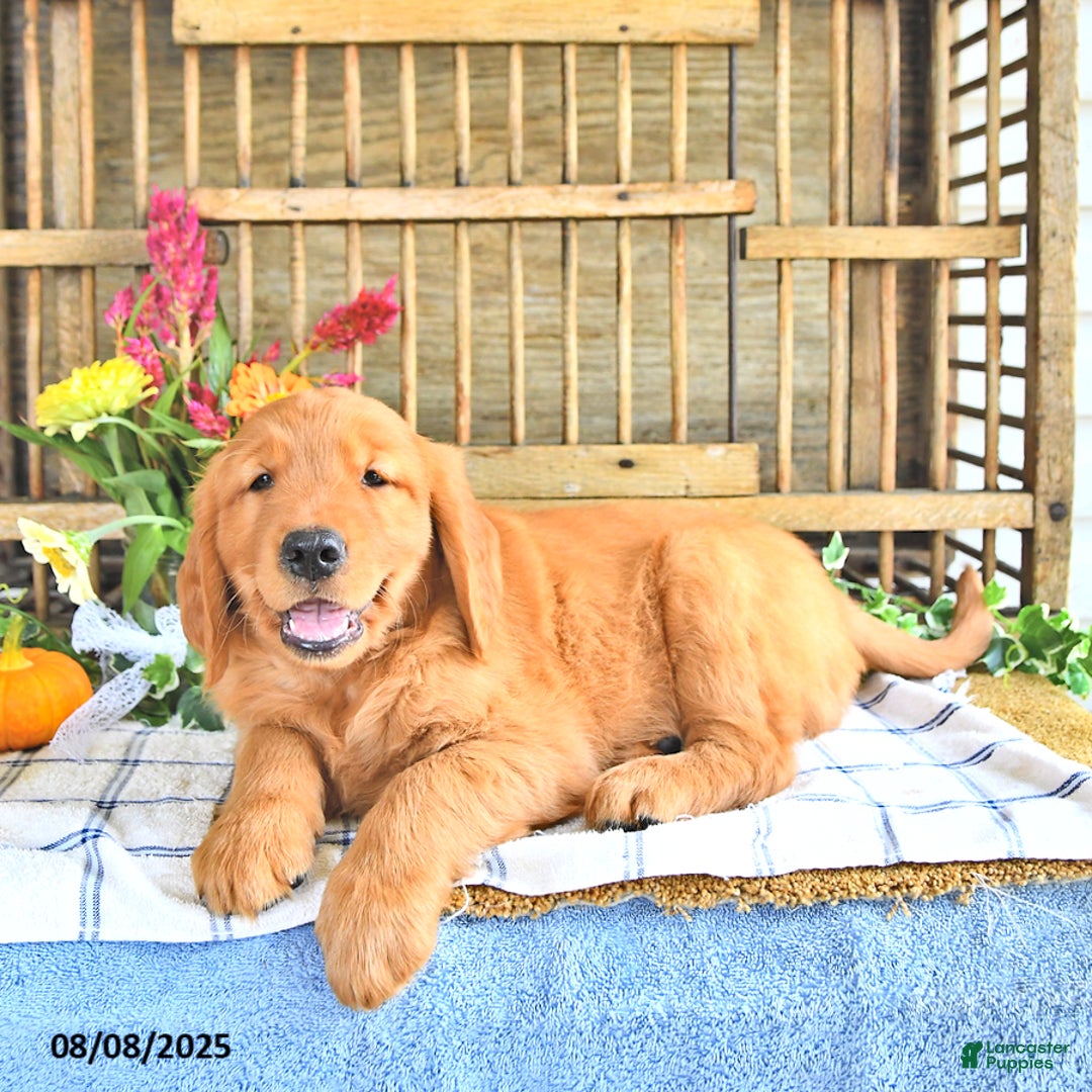 Golden Retriever dogs for sale: Golden Retriever 11 puppies - Image 17