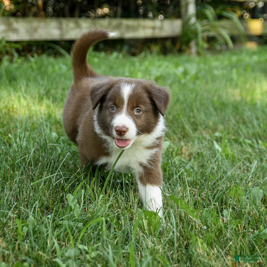 Border Collie dogs for sale: Grover - Image 2