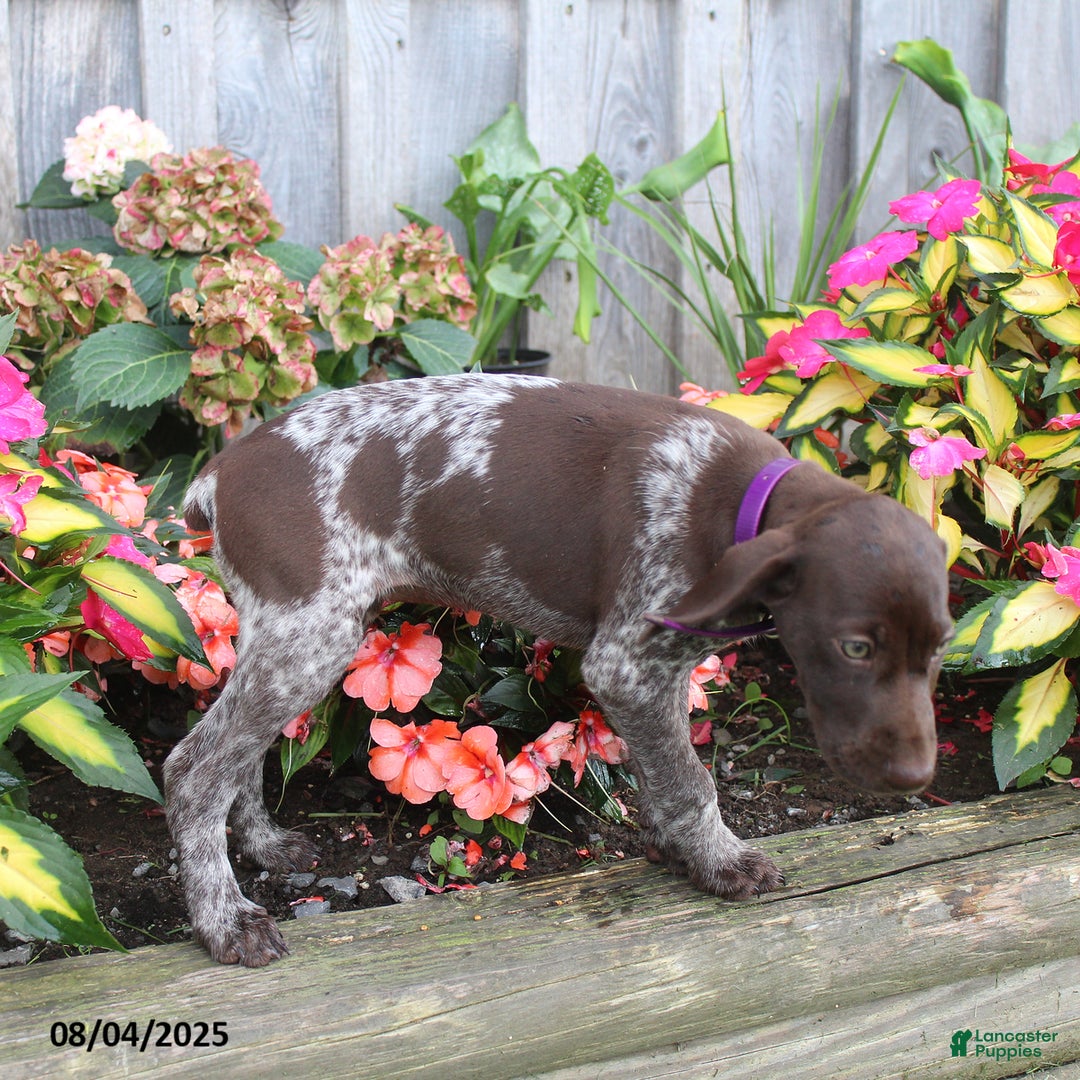 German Shorthaired Pointer dogs for sale: Lucy - Image 2