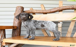 German Shorthaired Pointer dogs for sale: Bear - Image 1