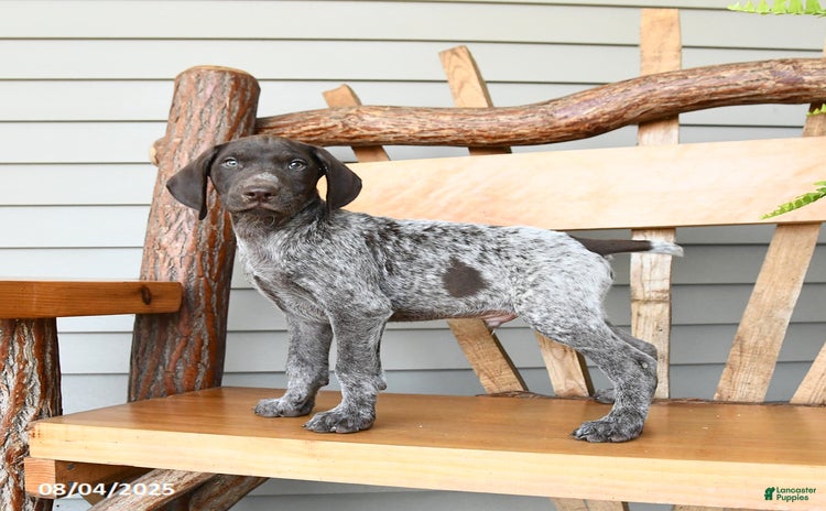 German Shorthaired Pointer dogs for sale - Ad 1