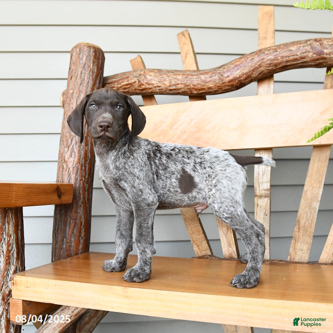 German Shorthaired Pointer dogs for sale: Bear - Image 1