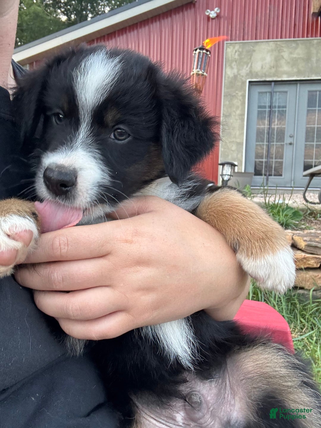 Australian Shepherd dogs for sale: Male 5 - Image 1