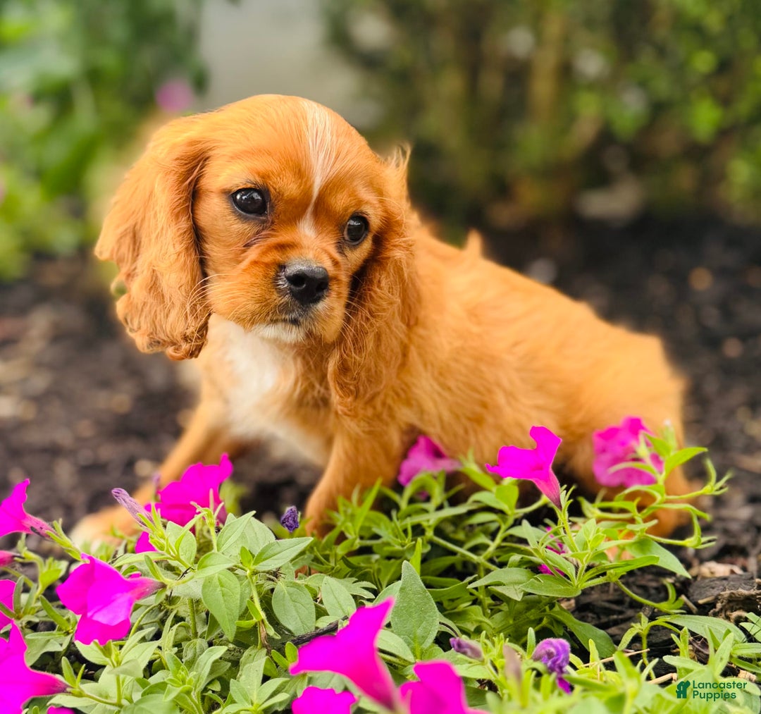 Cavalier King Charles Spaniel dogs for sale: Carl - Image 7