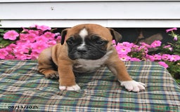 English Bulldog dogs for sale: Bitsy - Image 3