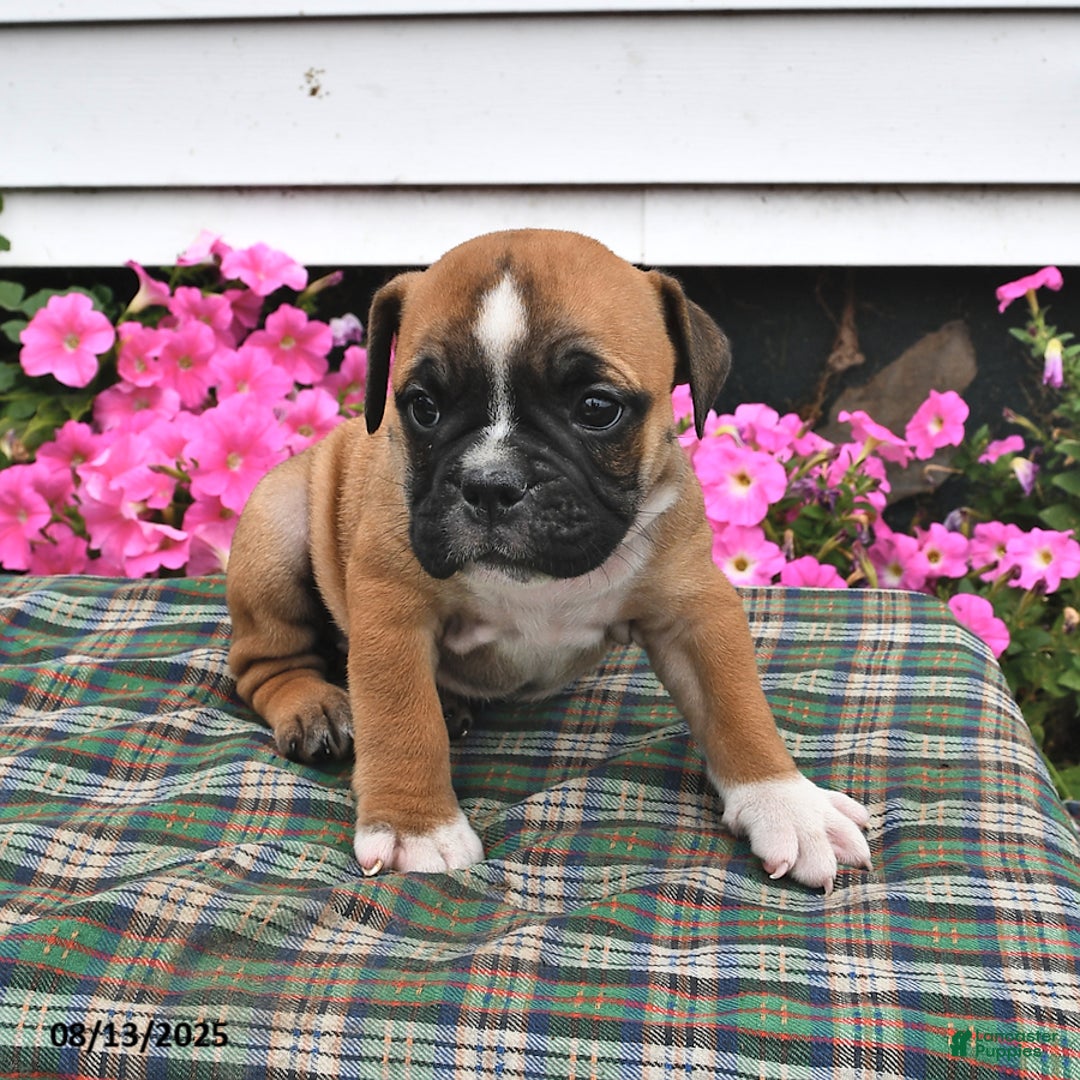 English Bulldog dogs for sale: Bitsy - Image 3
