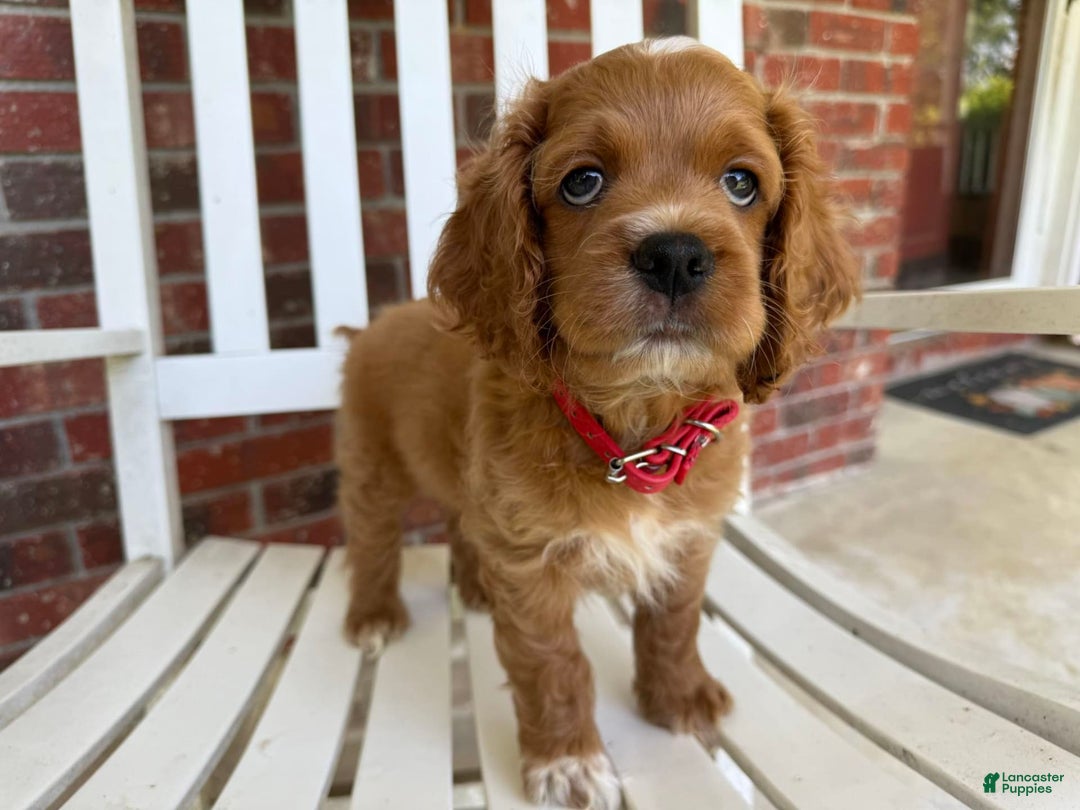 Cockapoo dogs for sale: Otis - Image 6