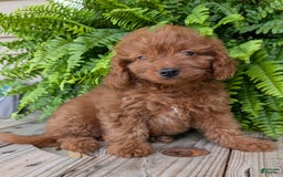 Mini Goldendoodle dogs for sale: Mini -lilly - Image 38