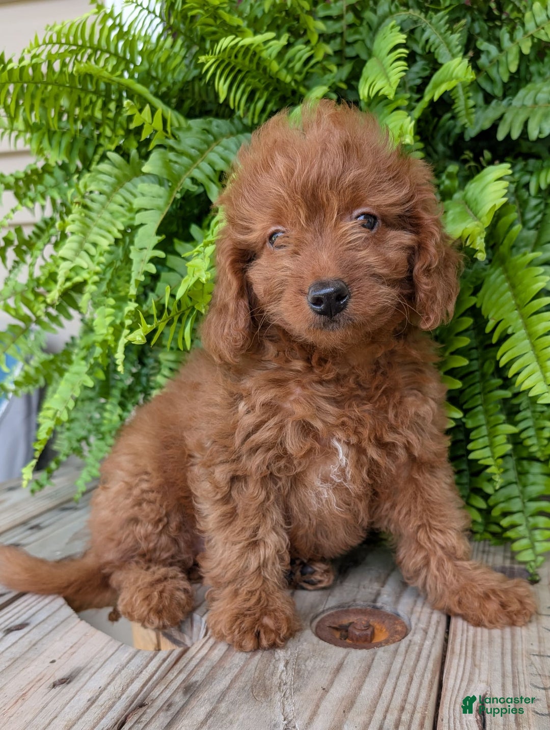 Mini Goldendoodle dogs for sale: Mini -lilly - Image 38