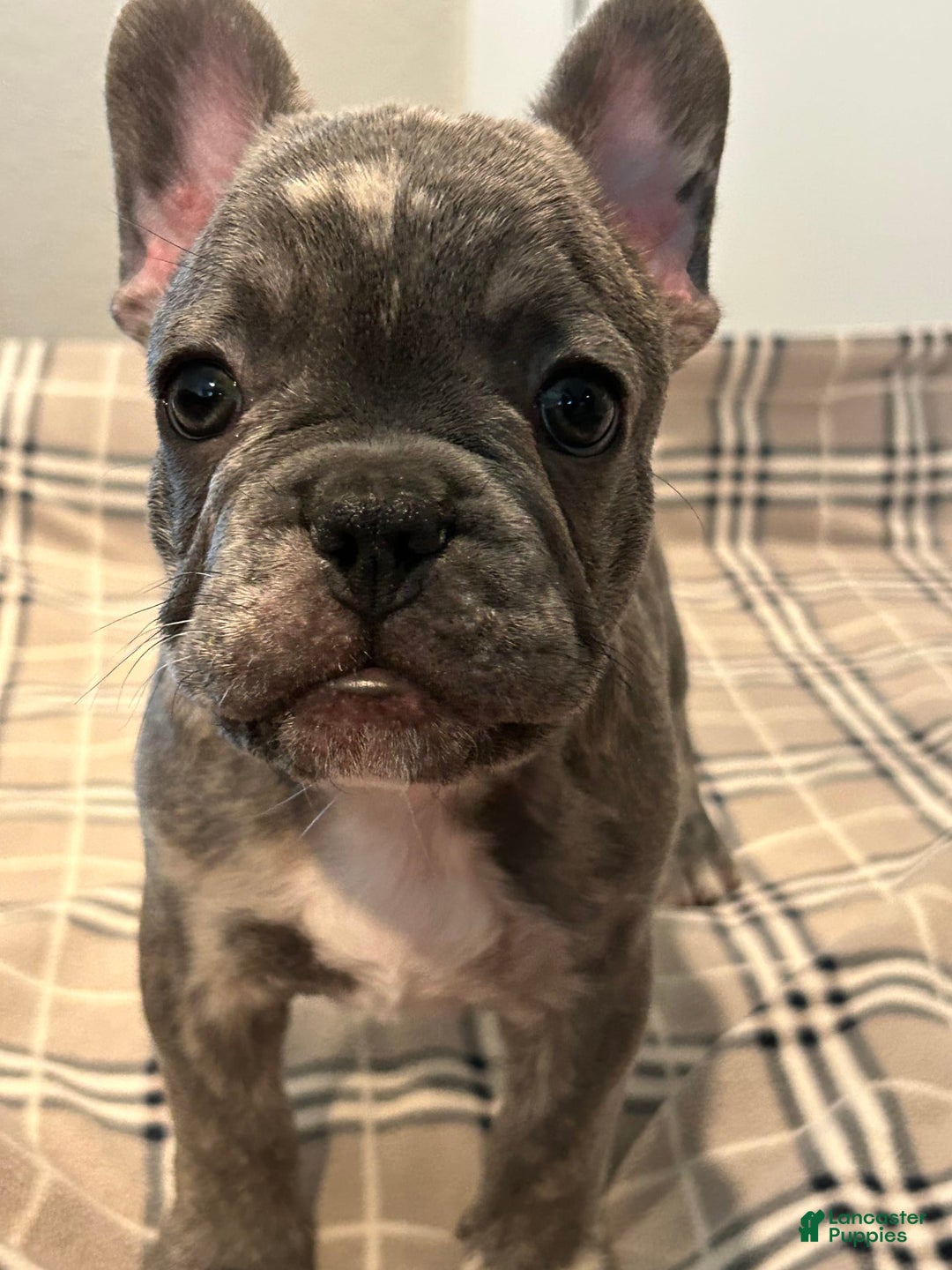 French Bulldog dogs for sale: Rocky - Image 1