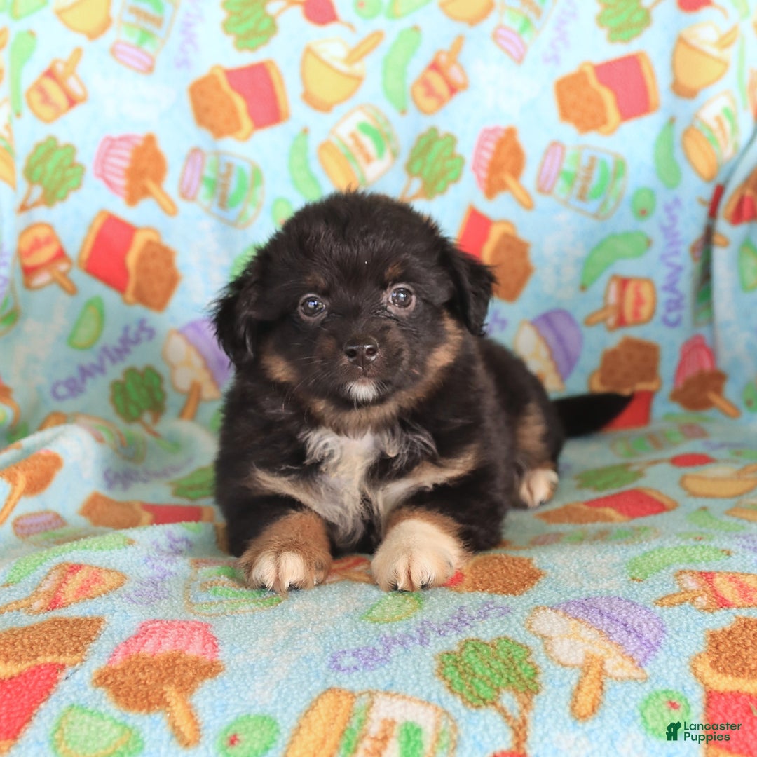  dogs for sale: Olivia - Image 3