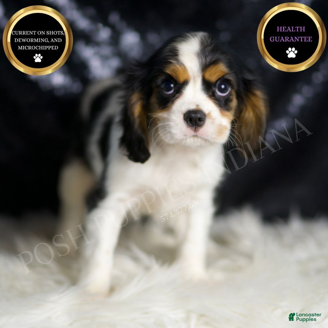 Cavalier King Charles Spaniel dogs for sale: Agate - Image 1