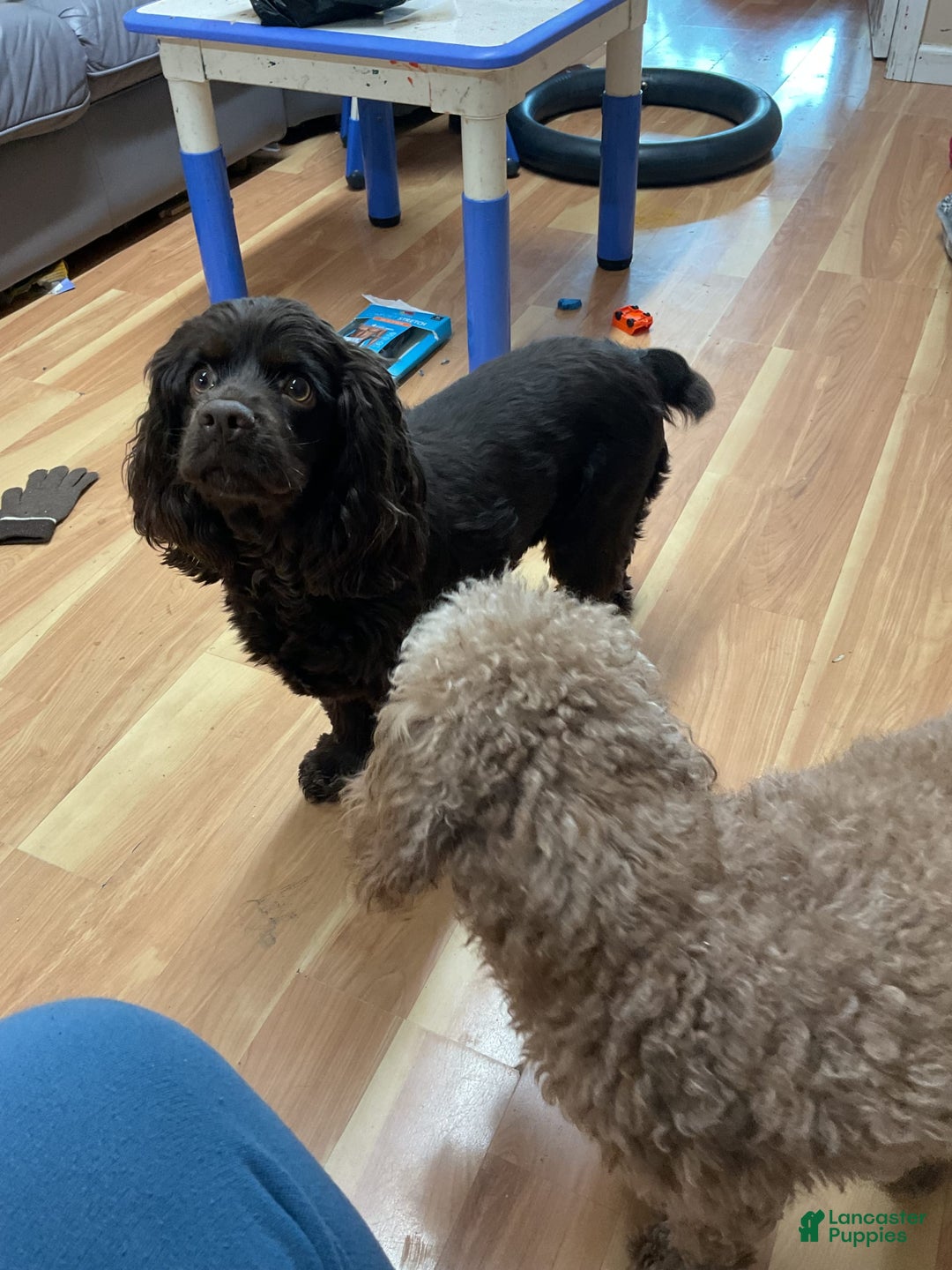 Cocker Spaniel dogs for sale: Juno - Image 3