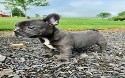 French Bulldog dogs for sale: Lexie - Image 4