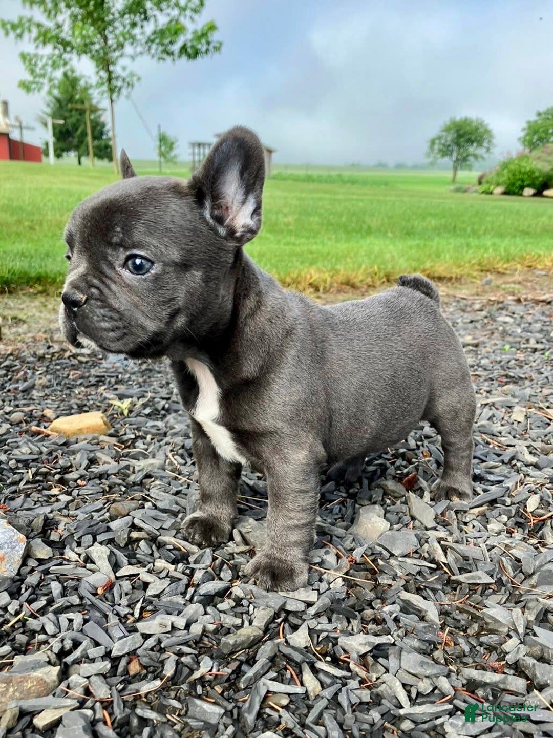 French Bulldog dogs for sale: Lexie - Image 4