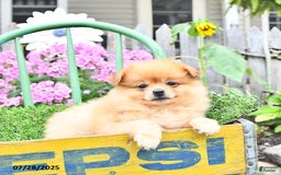 Pomeranian dogs for sale: Carson - Image 7