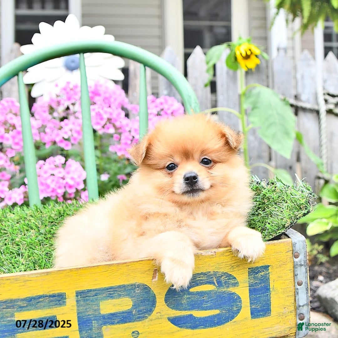 Pomeranian dogs for sale: Carson - Image 7