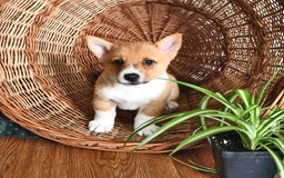 Welsh Corgi Pembroke dogs for sale: Lee - Image 3