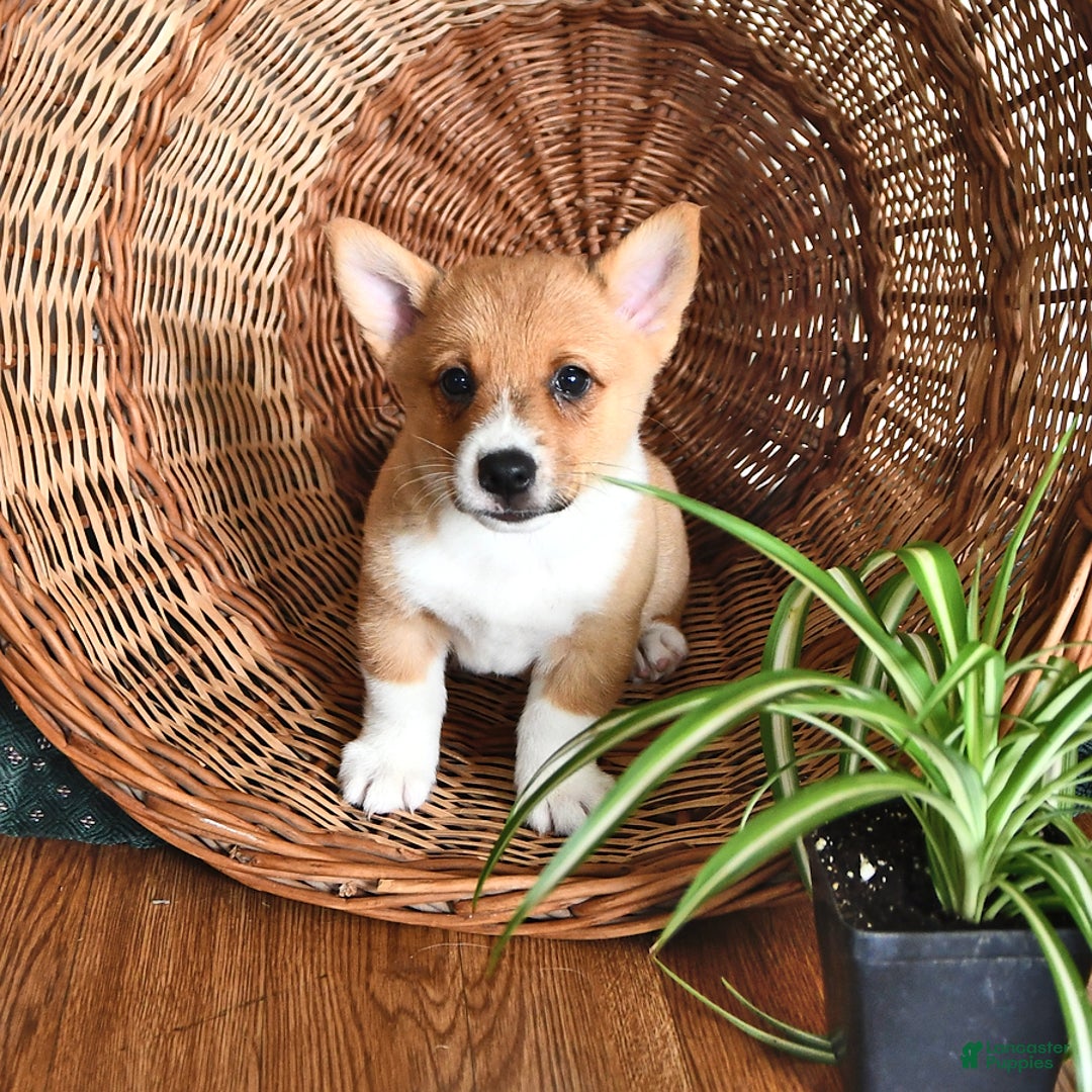 Welsh Corgi Pembroke dogs for sale: Lee - Image 3