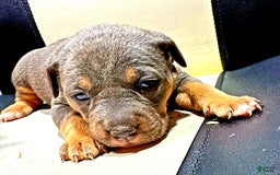 American Bully dogs for sale: "   Alicia Keyz" - Image 1