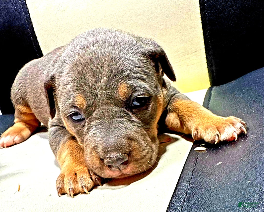 American Bully dogs for sale: "   Alicia Keyz" - Image 1