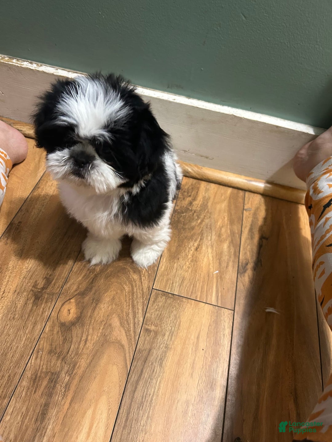 Shih Tzu dogs for sale: Shih Tzu 3 puppies - Image 14