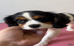 Cavalier King Charles Spaniel dogs for sale: Nova 💫 - Image 6
