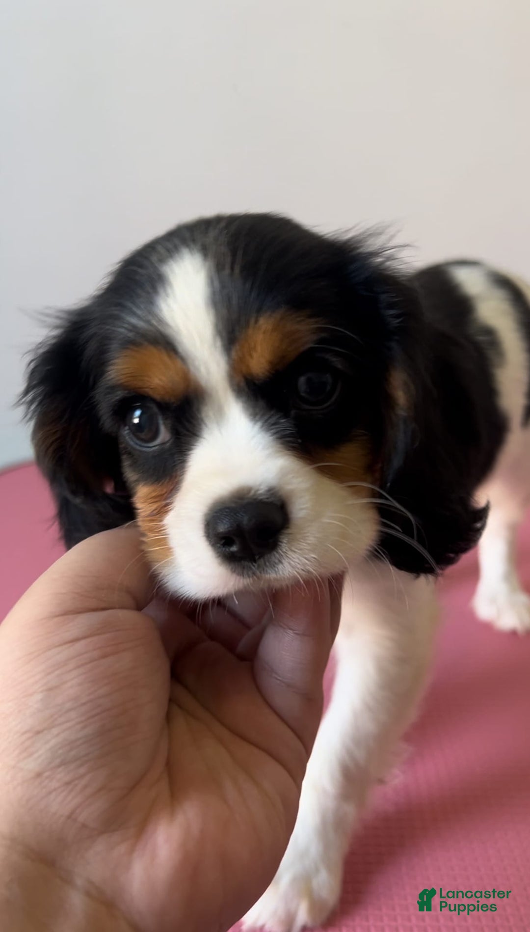 Cavalier King Charles Spaniel dogs for sale: Nova 💫 - Image 6