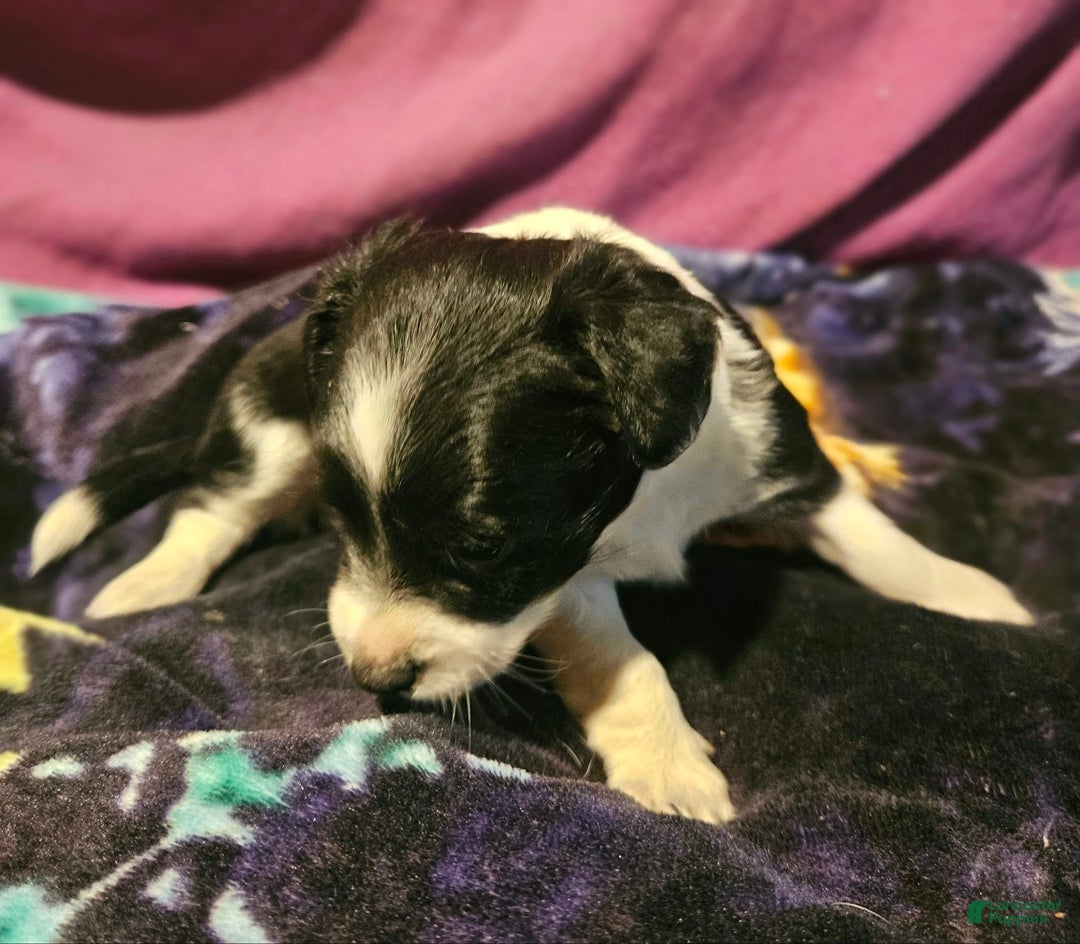 Chihuahua dogs for sale: Lori - Image 2