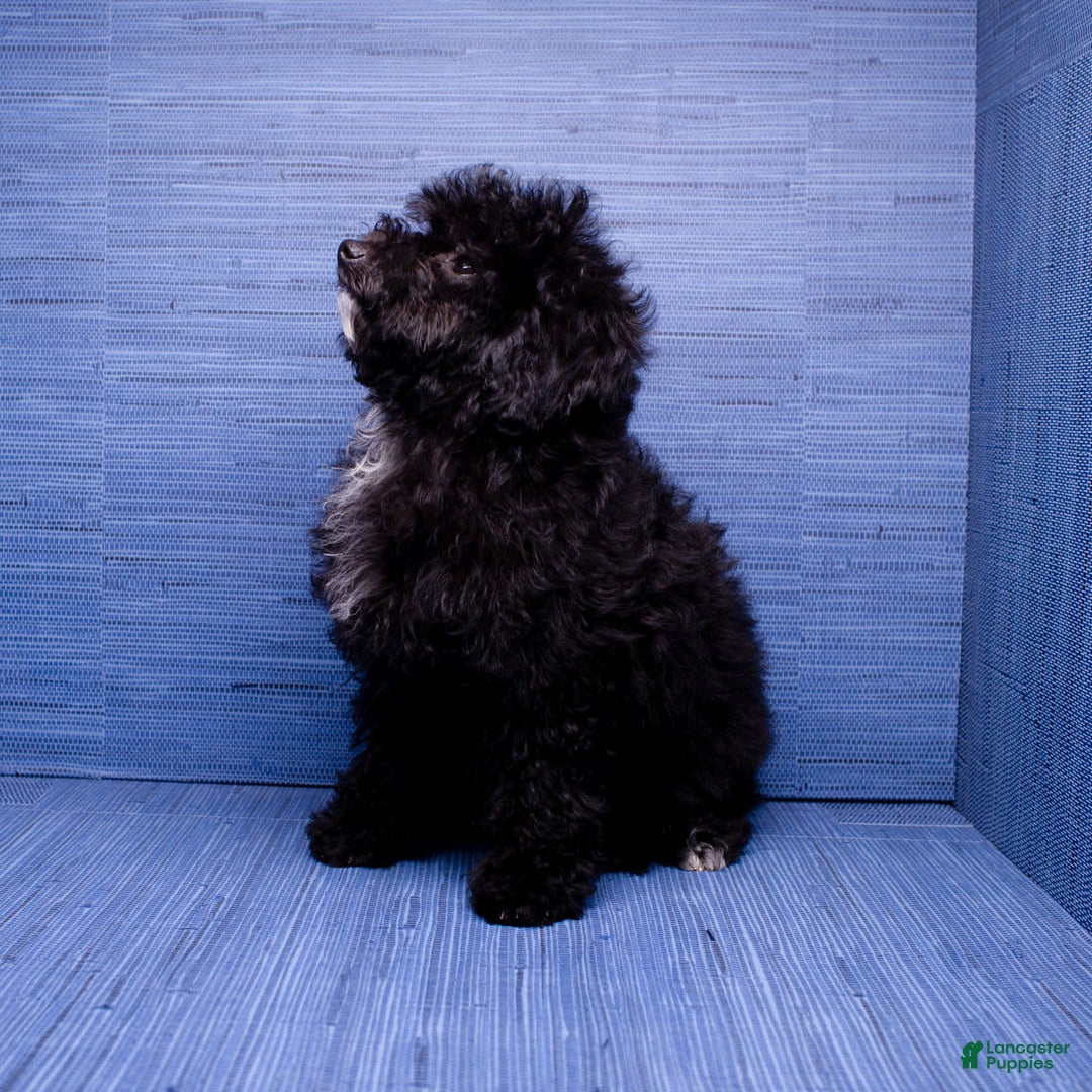 Maltipoo dogs for sale: Moriah - Listing for pets: Moriah - Image 3
