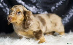 Miniature Dachshund dogs for sale: Iris - Image 2