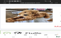 Labradoodle dogs for sale: Aria - Image 6
