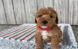 Mini Goldendoodle dogs for sale: Daisy - Image 10