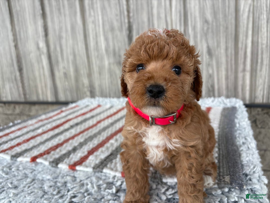 Mini Goldendoodle dogs for sale: Daisy - Image 10
