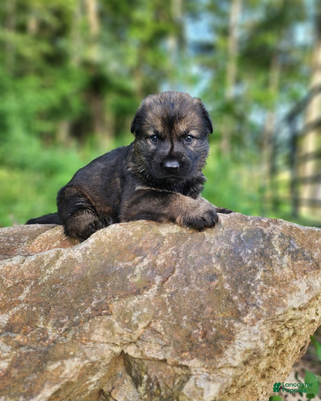 German Shepherd dogs for sale: Kora - Image 14