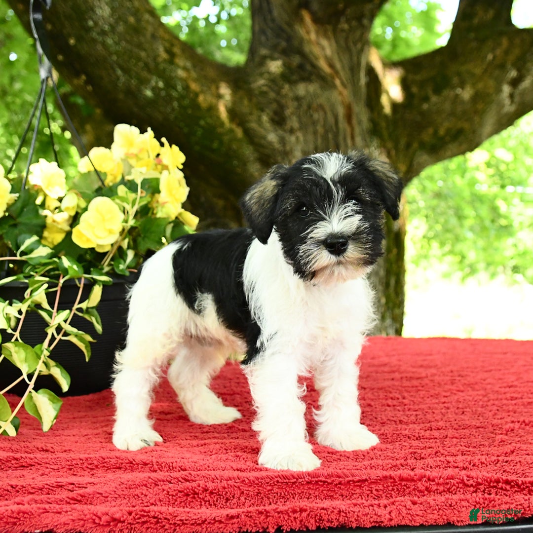 Miniature Schnauzer dogs for sale: Pal - Image 5