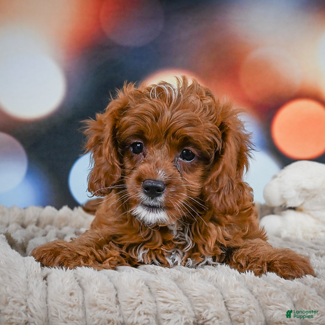 Cavapoo dogs for sale: Drover - Image 2
