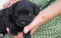 Chihuahua dogs for sale: Natalie - Image 7