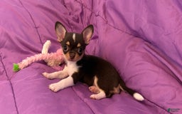 Chihuahua dogs for sale: Fancy Stance - Image 13