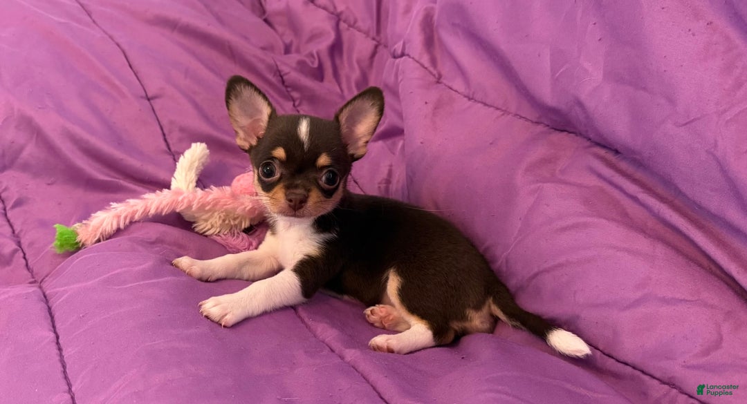 Chihuahua dogs for sale: Fancy Stance - Image 13