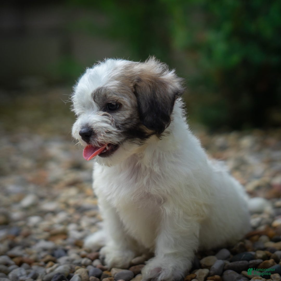 Teddy Bear dogs for sale: Cloud - Image 18