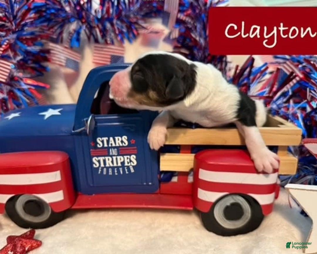 Bernedoodle dogs for sale: Clayton - Image 1