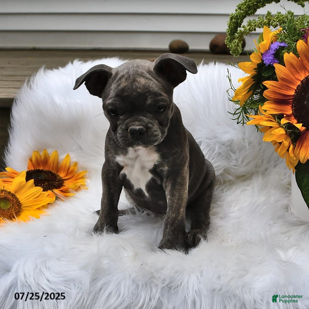 Frenchton dogs for sale: Twinkleberry - Image 11