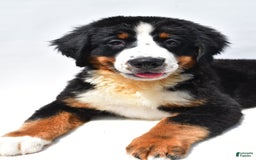 Bernese Mountain Dog dogs for sale: Kiwi - Image 4