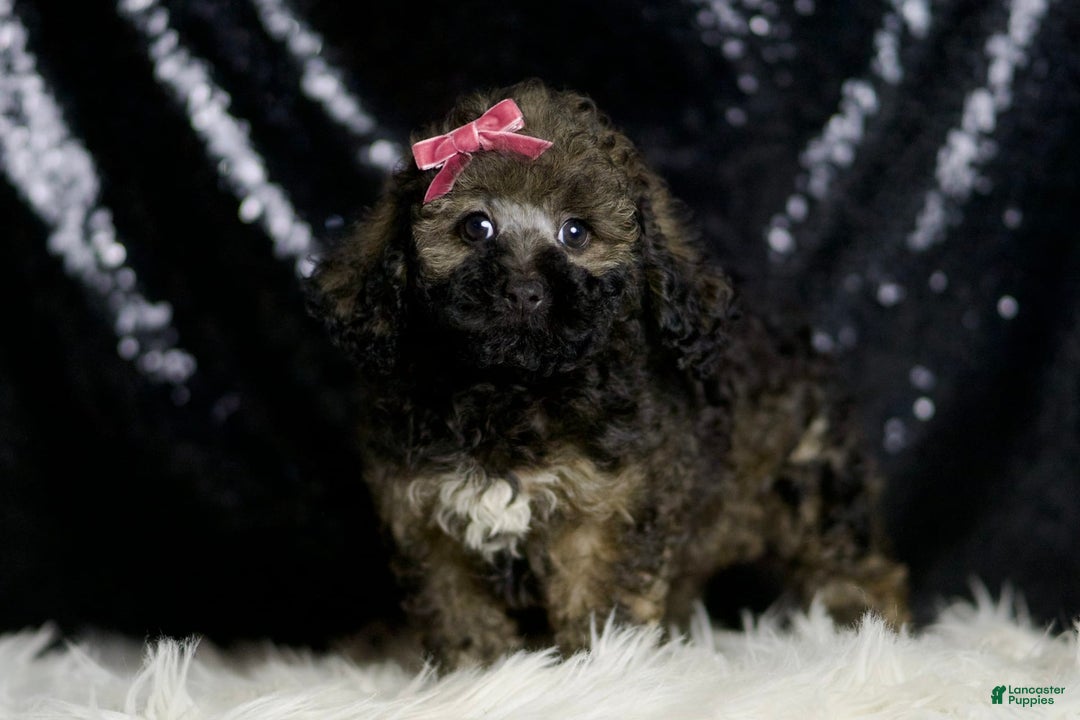 Miniature Poodle dogs for sale: Jamie - Image 4