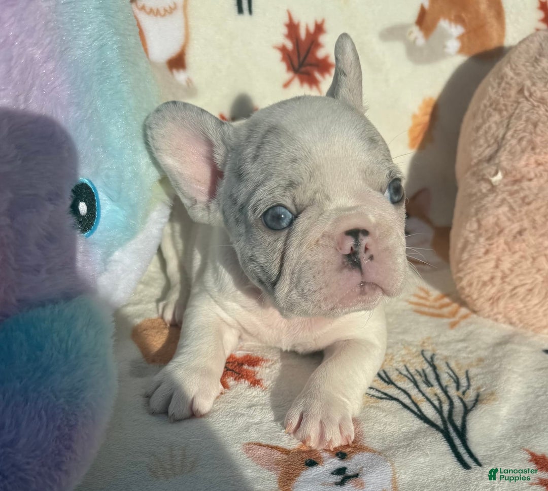 French Bulldog dogs for sale: Chris - Image 1