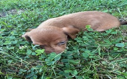 Miniature Dachshund dogs for sale: Remmy - Image 1
